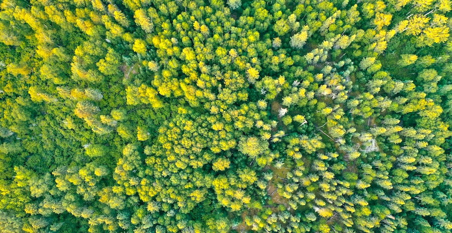 Afforestation, Reforestation, Revegetation projects